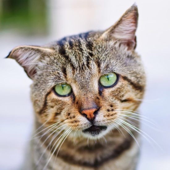 6 Most Common Cat Health Problems