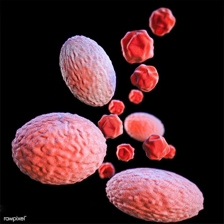 A 3D image of a group of Gramnegative, Chlamydia psittaci bacteria ...