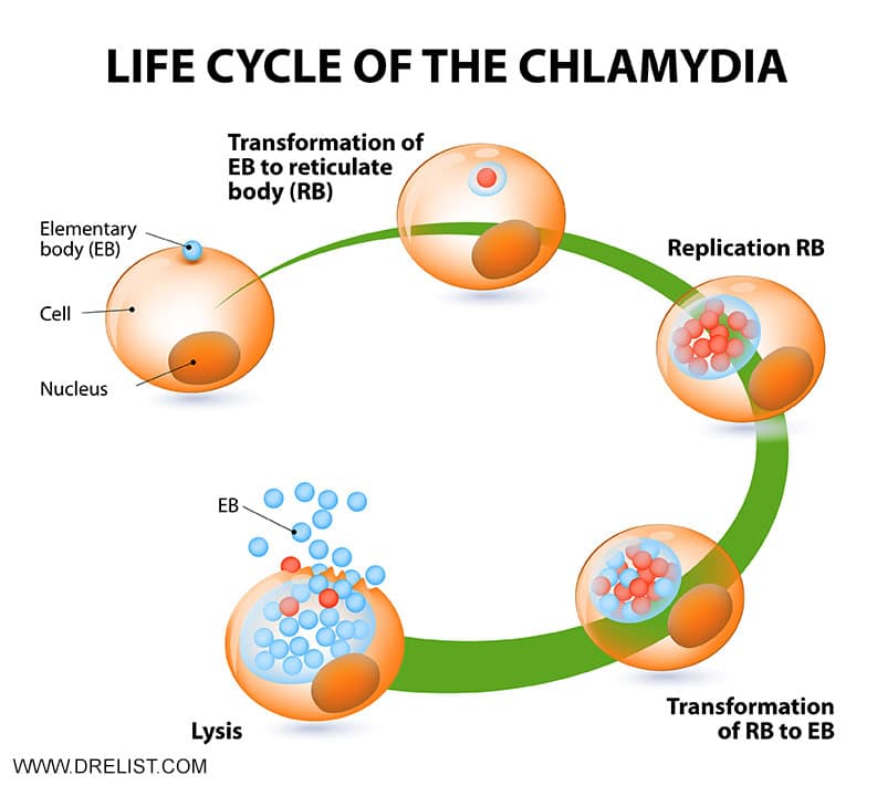 Chlamydia and Gonorrhea Infections