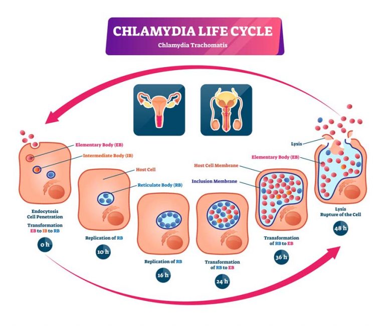 Chlamydia : DB Clinic