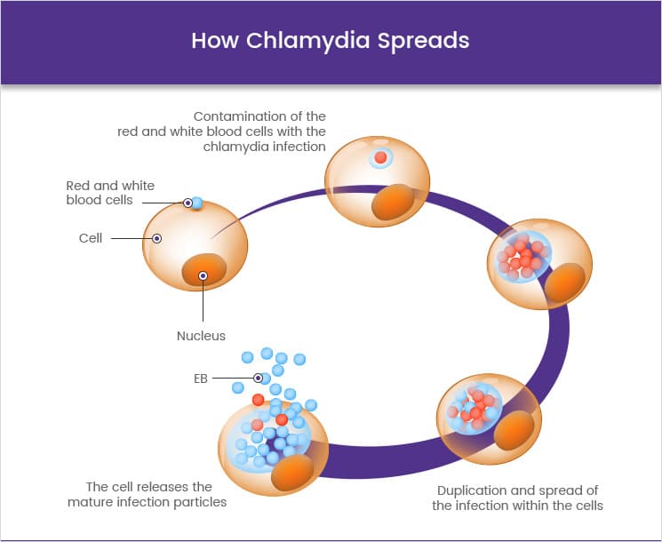 Chlamydia how can it be spread â Health Blog