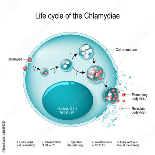 Chlamydia life cycle. bacteria. Sexually transmitted disease and ...