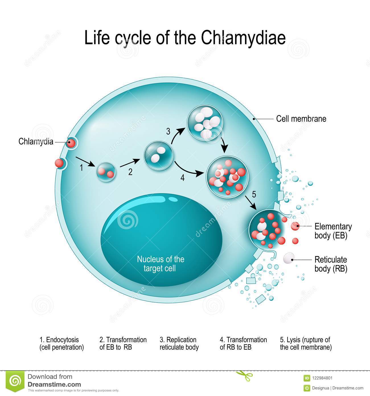 Chlamydia Life Cycle. Bacteria Stock Vector