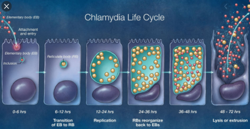 Chlamydia: Symptoms, Causes, Treatment, Prevention &  Vaccine