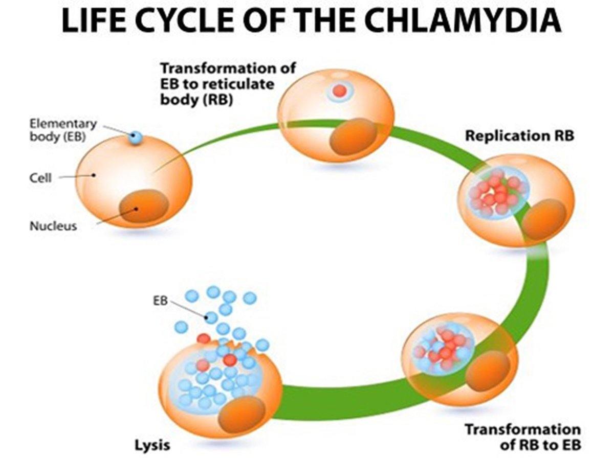 Chlamydia Symptoms, Prevention and Treatment