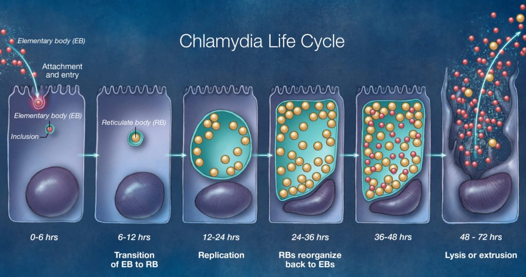 Chlamydia: The Most Common Bacterial STI and How to Avoid It