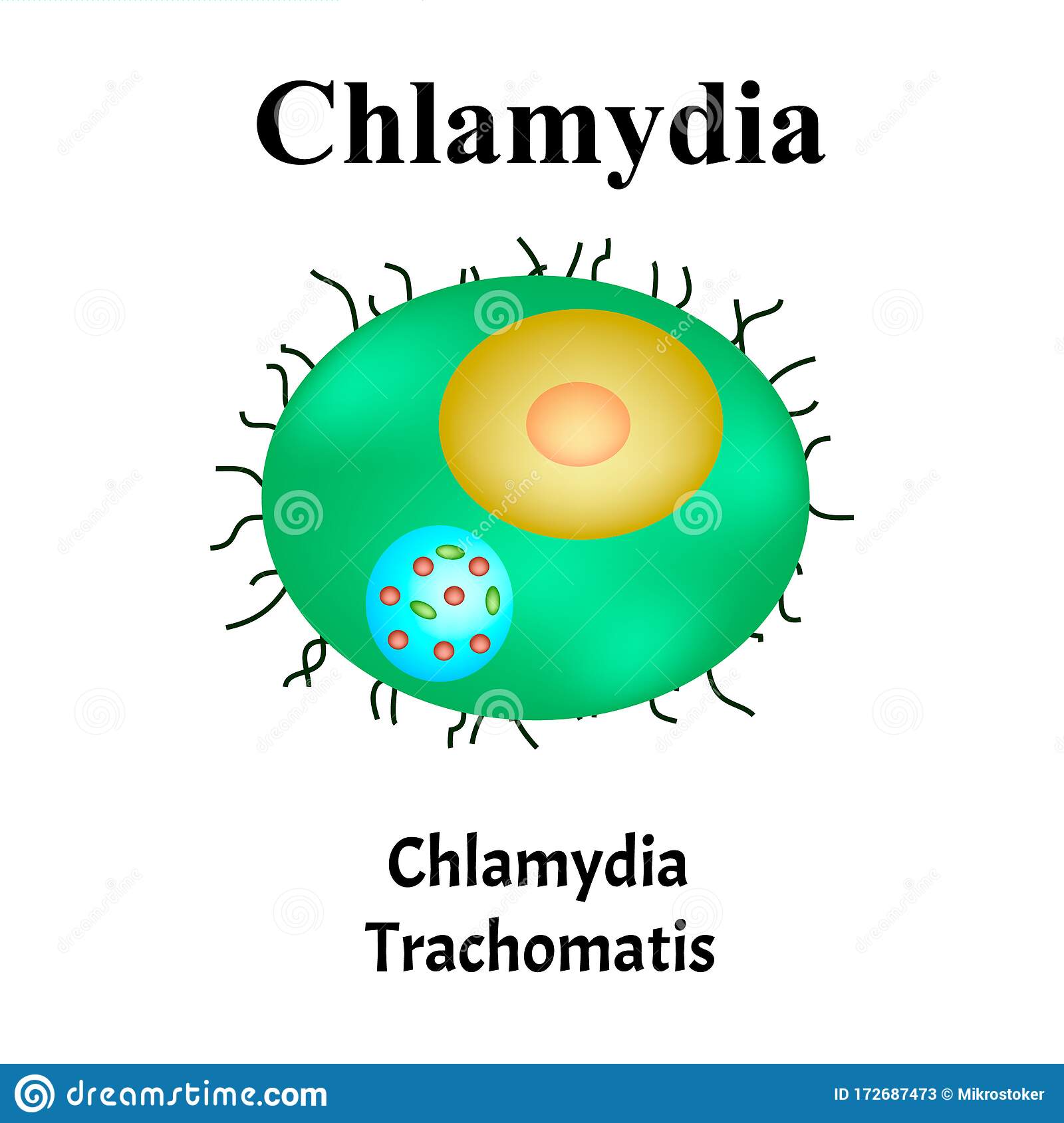 Chlamydia trachomatis. Bacterial infections Chlamydiosis. Sexually ...
