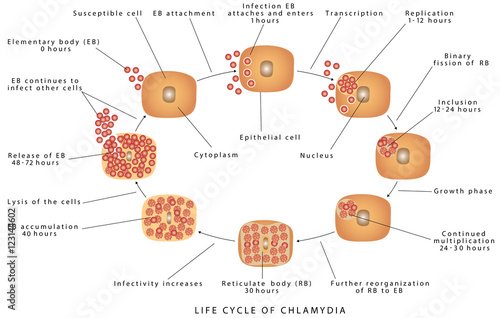 Chlamydia trachomatis. Picture Of Chlamydia Disease life Cycle ...
