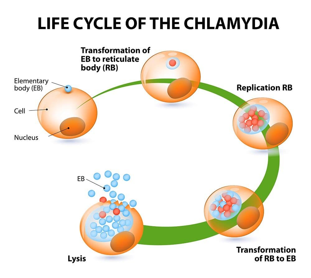How Long Does It Take To Get Symptoms Of Chlamydia