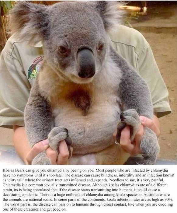 Koalas Chlamydia