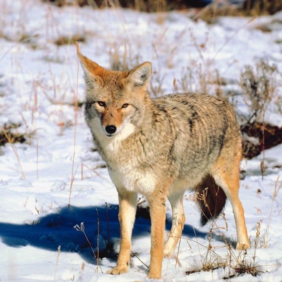 Signs &  Symptoms of Rabies in Coyotes