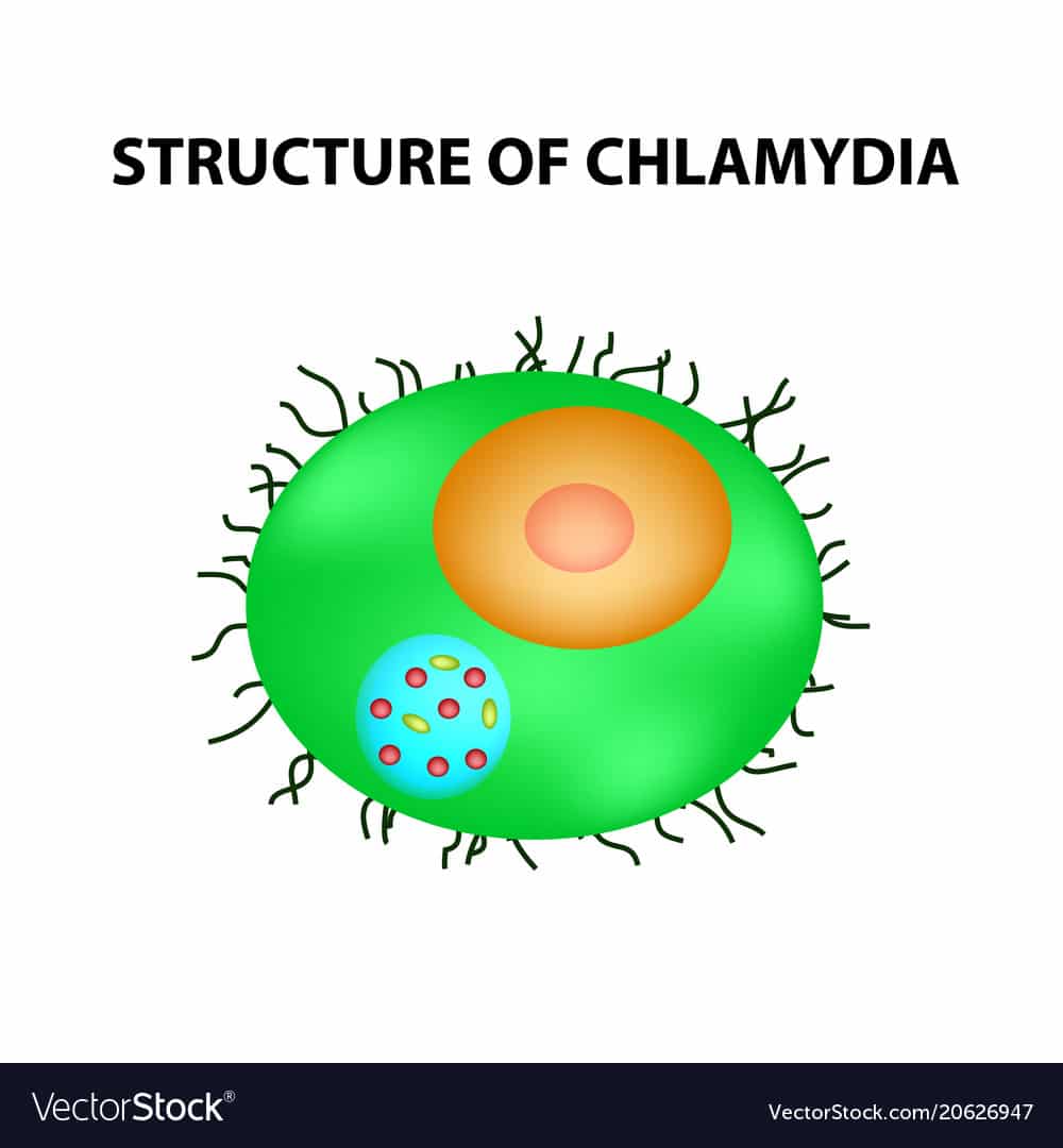 Structure chlamydia urogenital vaginal infection Vector Image