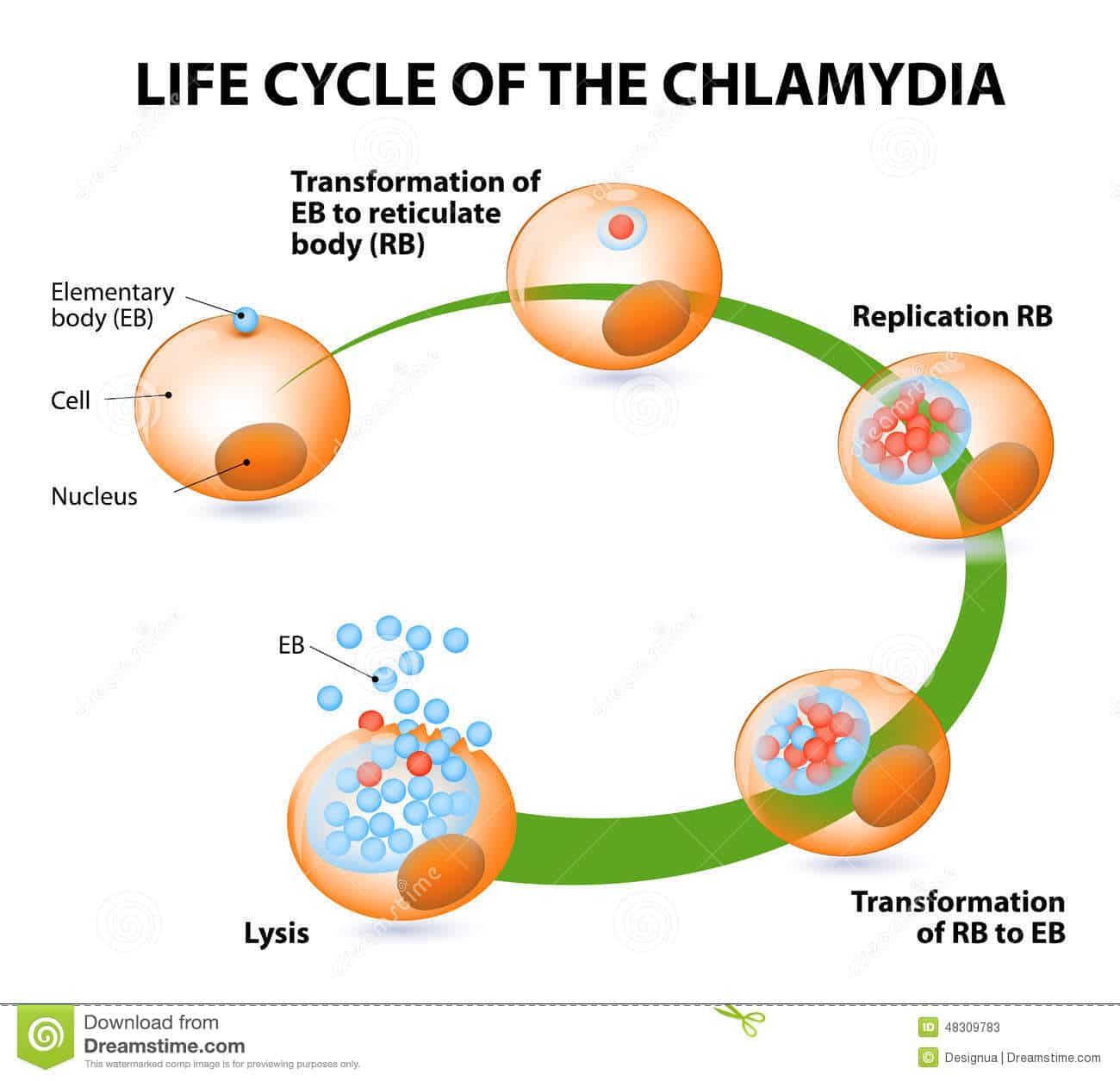 The chlamydial life cycle stock vector. Illustration of chlamydophila ...