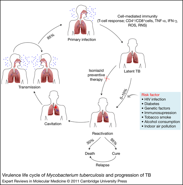 The Life Cycle of M. tuberculosis